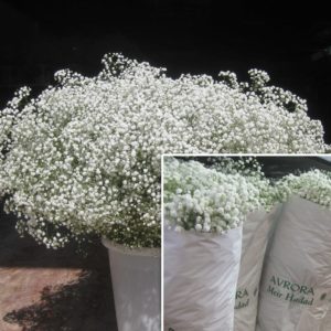 Gypsophila