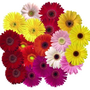 Gerbera