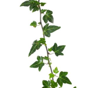 Hedera