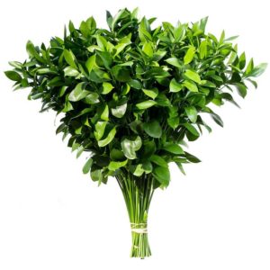 Ruscus