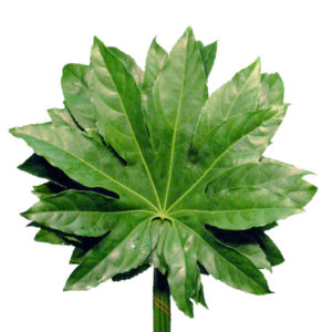 Aralia