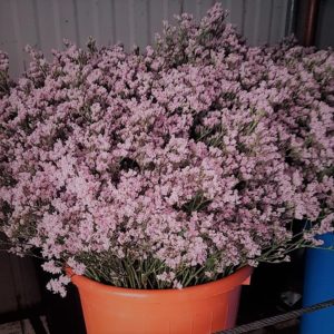 Limonium